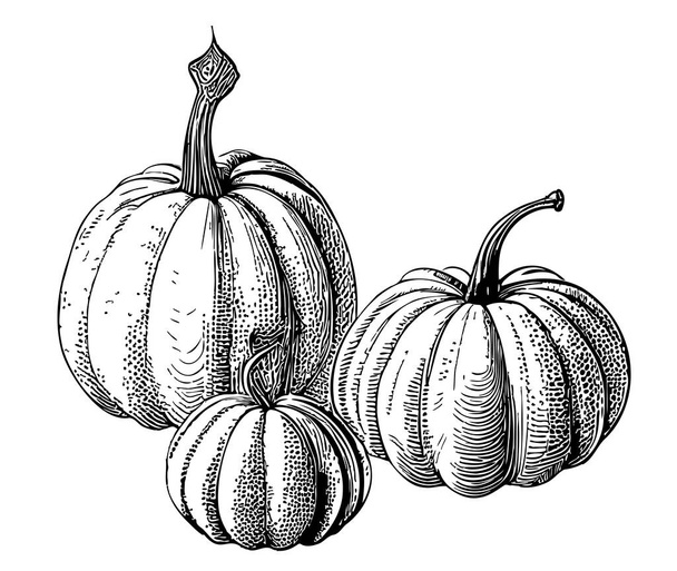 Pumpkins Retro Skeç El Çizimi Şükran Günü - Vektör, Görsel