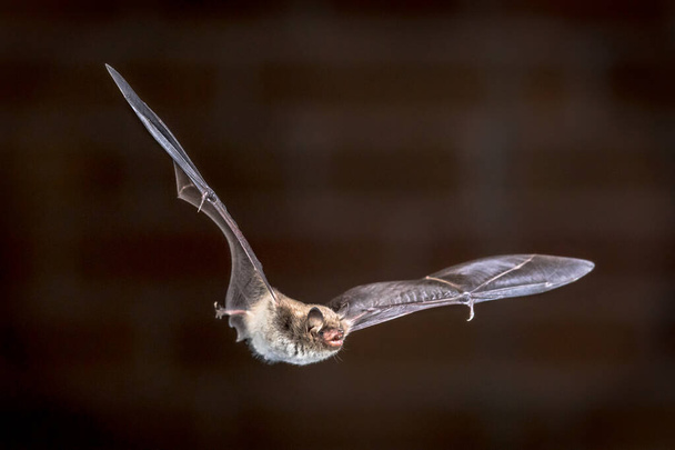 Rare Pond bat (Myotis dasycneme) echolocating while flying in front of brick wall on attic of church - Photo, Image