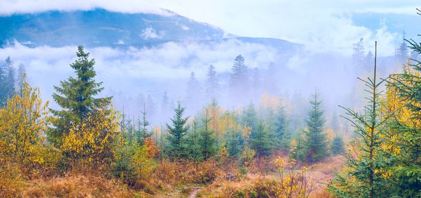 Wild Carpathian mountain forest - 写真・画像