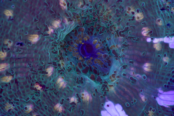 Corallo del fungo
 - Foto, immagini