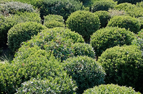 Arbustos aparados em Park
 - Foto, Imagem