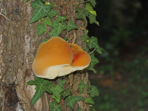 Common sulfur polypore on a tree with ivy - Photo, Image