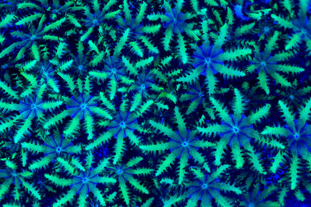  Pólipos coralinos simpodio
 - Foto, imagen