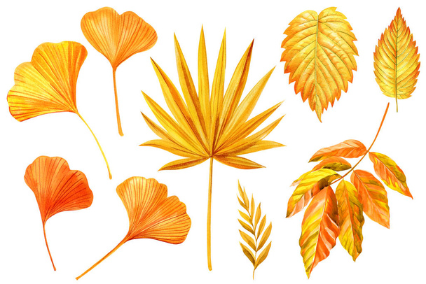 Φθινόπωρο τροπικό φύλλο, φύλλα φοίνικα ακουαρέλα βοτανική διακοσμητική απεικόνιση, απομονωμένη χλωρίδα για το σχεδιασμό, εκτύπωση, ύφασμα. Εικόνα υψηλής ποιότητας - Φωτογραφία, εικόνα