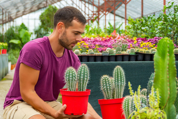 Nuori mies puutarhuri järjestää punaisia ruukkuja kaktus Pachycereus pringlei. Kasvatetaan ja hoidetaan kasveja ja kukkia kasvihuoneessa, myydään kasveja. teollisuuden mittakaava - Valokuva, kuva