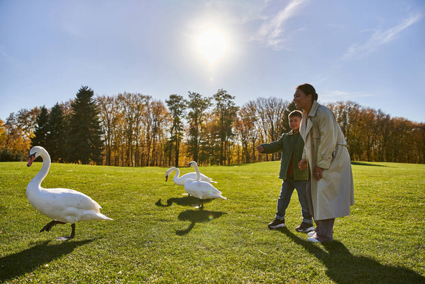 feliz afro-americana mulher e filho em outerwear pé perto de cisnes no parque, temporada de outono, ensolarado - Foto, Imagem