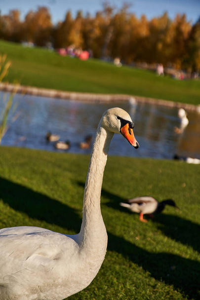 white swan in natural inhabitant, flora and fauna, close up, blurred backdrop, pond, lake, wildlife - Photo, Image