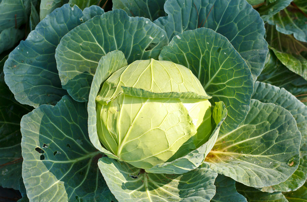 крупним планом свіжа капуста в овочевому саду
. - Фото, зображення