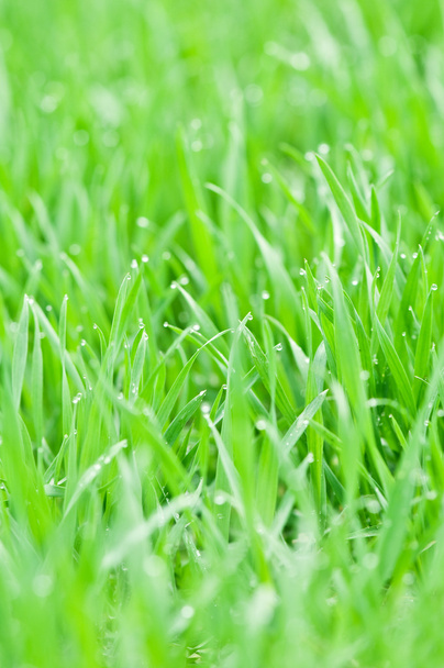 Grass - Fotografie, Obrázek