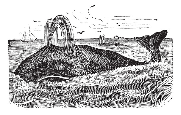 Bowhead Whale vintage engraving - Vector, Image