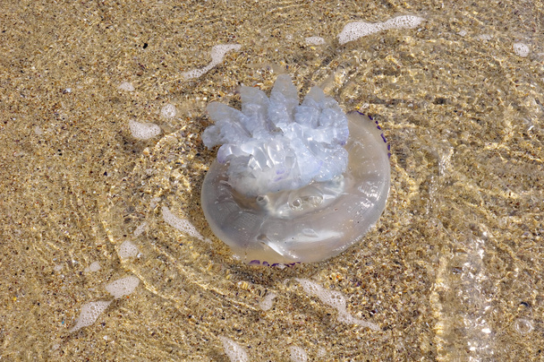 Medúzy, Černé moře - Fotografie, Obrázek