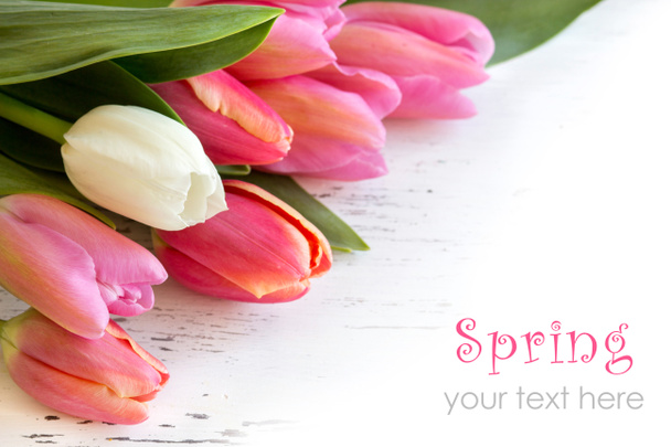 różowe i białe tulipany  - Zdjęcie, obraz