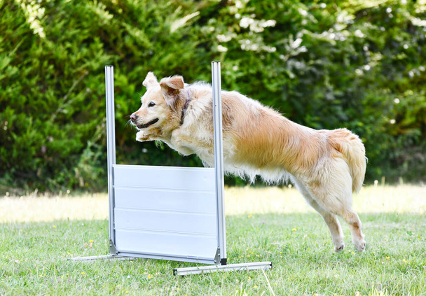 dog training  for obedience discipline with a golden retriever - Photo, Image