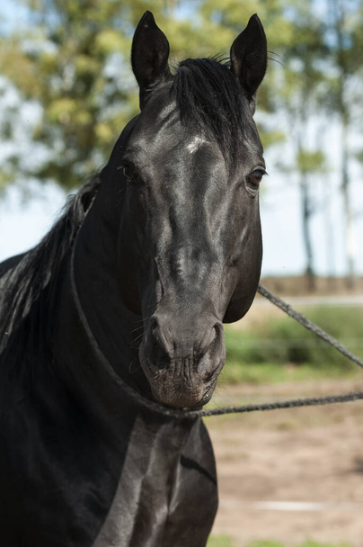 Черная лошадь, Портрет, провинция Ла Пампа, Патагония, Аргентина. - Фото, изображение