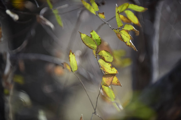 アルゼンチンパタゴニア州ラパンパ県の森の秋の葉. - 写真・画像