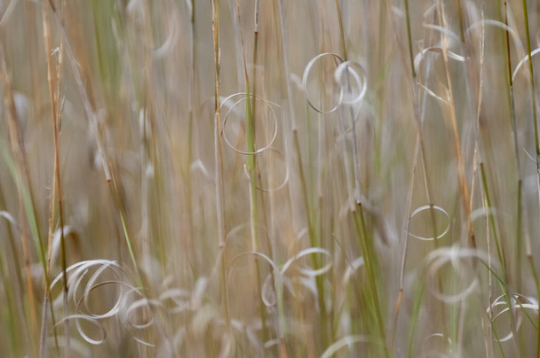 Травяная текстура абстрактные узоры, исследуя сущность абстрактных травянистых - Фото, изображение