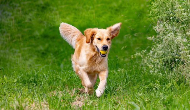 Hermoso perro golden retriever corriendo con una bola amarilla en la boca  - Foto, imagen