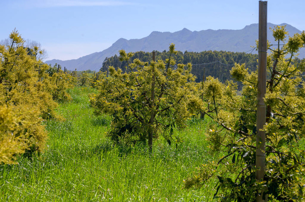 Az örökzöld avokádófák szezonális virágzása áprilisban az észak-spanyolországi Asztúriában található ültetvényeken. - Fotó, kép