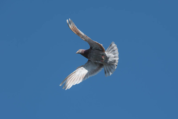 Um pombo-correio chega a casa e abre as asas para aterrar contra um céu azul como pano de fundo - Foto, Imagem