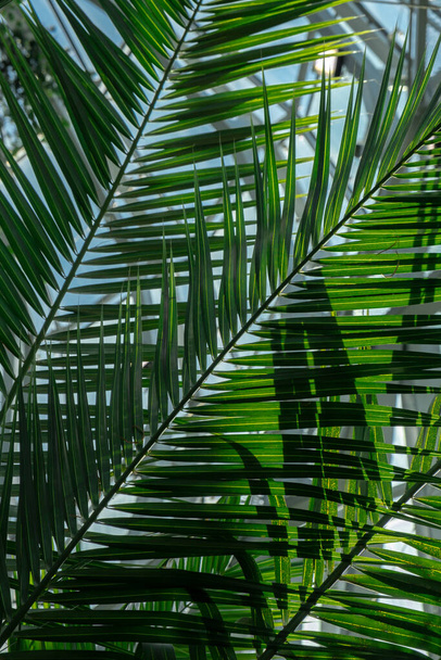 Lähikuva palmunlehdestä. Abstrakti minimaalinen sisustus tausta sisustus malli mockup. Ekologisen eksoottisen kasvin käsite. Esteettinen vihreä kasveja kasvitieteellinen puutarha. Luonnollinen tausta - Valokuva, kuva