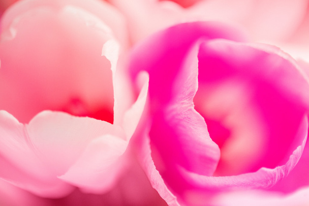 Beautiful floral background with pink tulip petals - Photo, Image