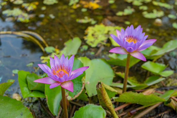 Фиолетовый и белый цветок цветка лотоса Нимфы над прудом рыб. Фотография подходит для использования для ботанического контента СМИ и цветов природы фотофон. - Фото, изображение
