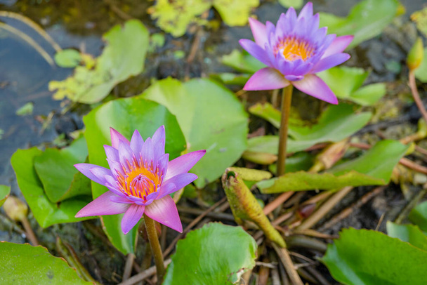 Flor púrpura y blanca flor de loto Nymphaea sobre el estanque de peces. La foto es adecuada para su uso para contenido botánico medios de comunicación y flores naturaleza foto fondo. - Foto, Imagen