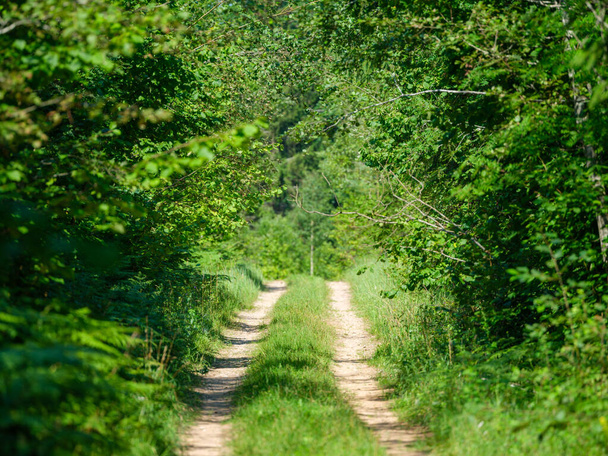 camino de tierra de tierra en verdes campos de verano cubierto de hierba - Foto, Imagen