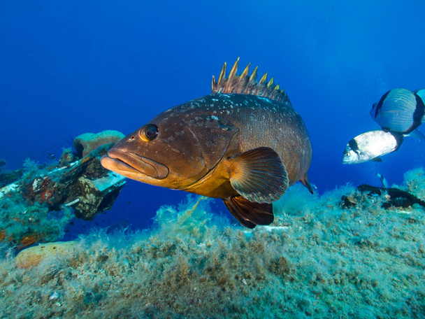 Вражаюча риба з Середземного моря - Фото, зображення