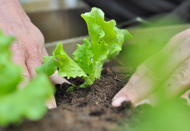 ültetési saláta - Fotó, kép