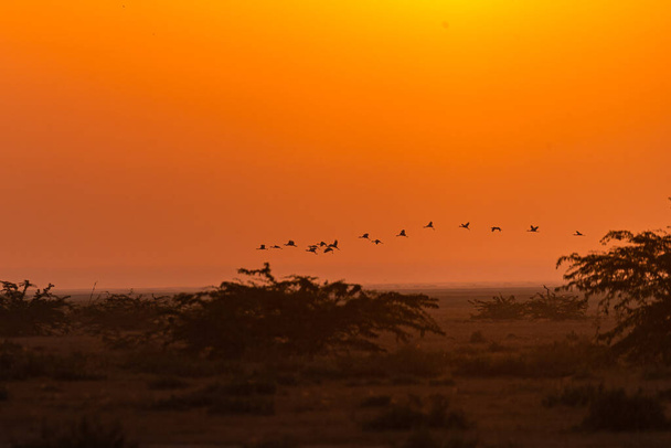 Ένα σμήνος κοινών γερανών που προσγειώνονται στη γη σε χρυσές ώρες - Φωτογραφία, εικόνα