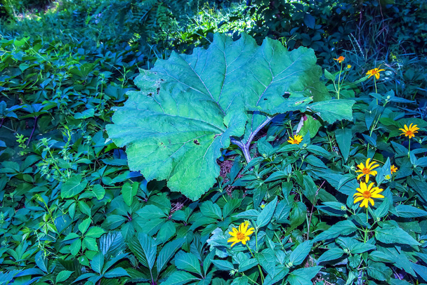 Arctium lappa. Arctium lappa, grotere klis, eetbare klis, lappa, bedelknoppen, doornige braam, of happy major is een Euraziatische plantensoort uit de familie Asteraceae. - Foto, afbeelding
