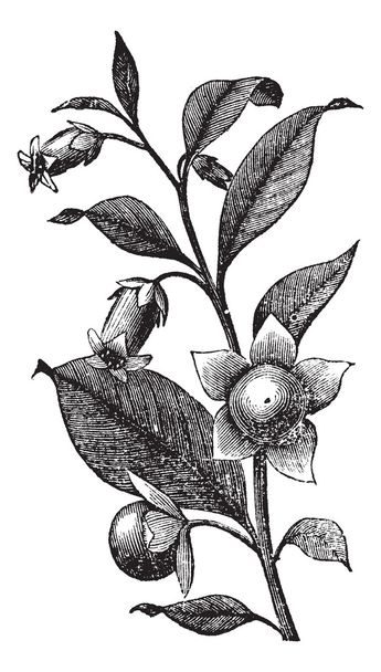 belladona rocznika Grawerowanie - Wektor, obraz