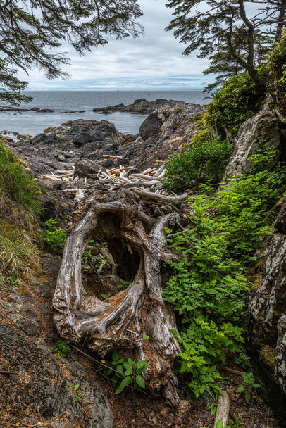 Rivage rocheux le long de l'ancien sentier Cedars Loop, île de Vancouver - Photo, image