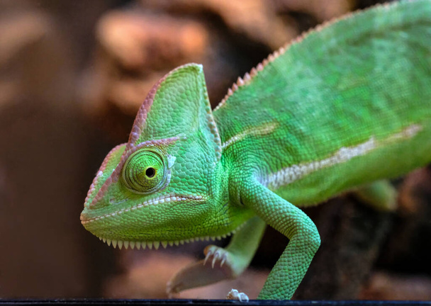 Зеленая ящерица Yemeni Chamaeleonidae на ветке Close up. красивый милый хамелеон смотрит вверх держа свою морду - Фото, изображение