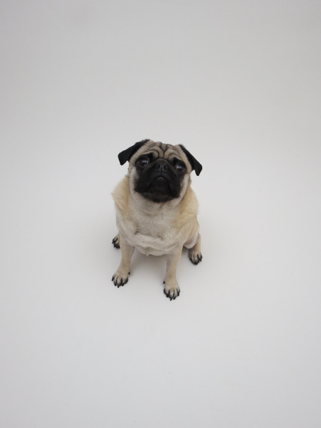 Pug posing - Foto, afbeelding