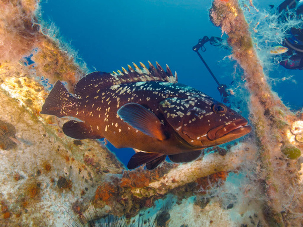 Impressive grouper fish from the Mediterranean Sea - Photo, Image