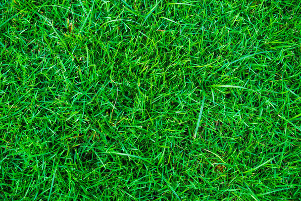 Erba verde fresca texture di sfondo naturale, erba reale - Foto, immagini