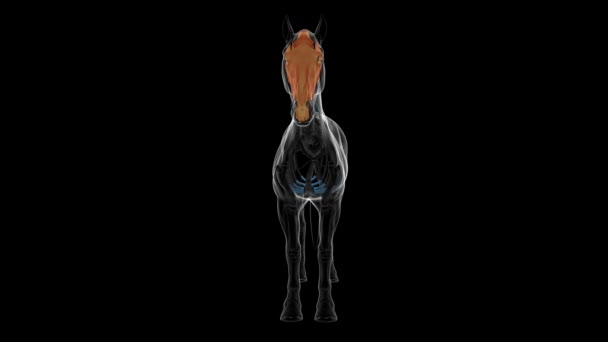 Hueso del cráneo esqueleto del caballo anatomía para el concepto médico animación 3D - Imágenes, Vídeo