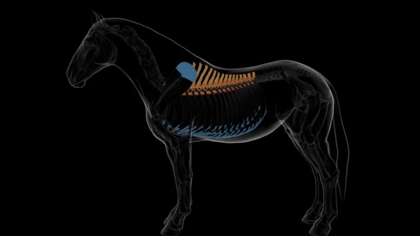Vértebras torácicas esqueleto de caballo anatomía para el concepto médico animación 3D - Imágenes, Vídeo