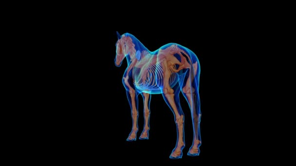 Üç boyutlu tıbbi animasyon için at iskeleti anatomisi - Video, Çekim