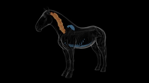 Anatomia do esqueleto de cavalo de vértebras cervicais para conceito médico Animação 3D - Filmagem, Vídeo