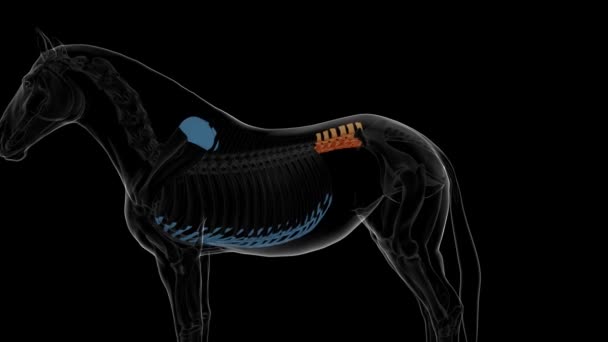 vertebre lombari anatomia dello scheletro del cavallo per l'animazione 3D concetto medico - Filmati, video