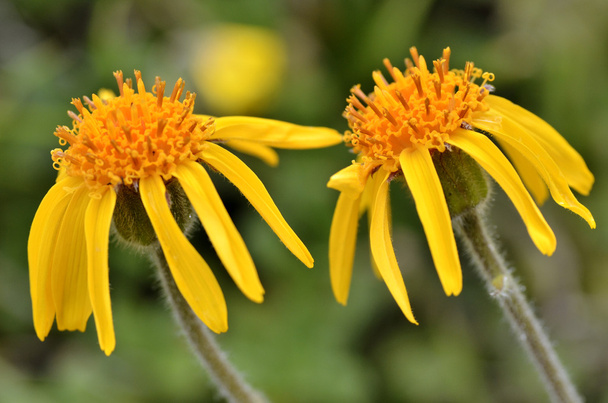 Mountain arnica flowers - Photo, Image