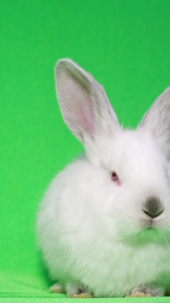 Белый пушистый кролик сидит в центре камеры. Профессиональные съемки кроликов в студии на светлом зеленом фоне. Вертикальное видео - Кадры, видео