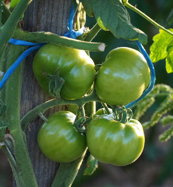 green tomatoes growing in a vegetable garden. - Photo, Image