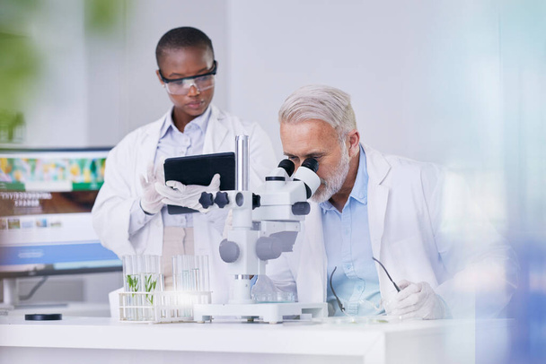 Science, black woman with tablet and man with microscope, biotech and research with plants for sustainable medicine. Scientist team in study on nature, growth and digital analysis of leaves in lab - Photo, Image