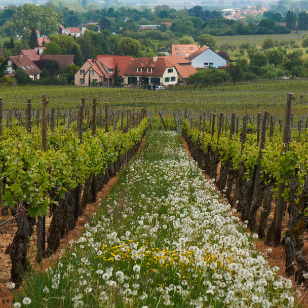 Wine Route in Alsace. Views of the vineyards. - Φωτογραφία, εικόνα