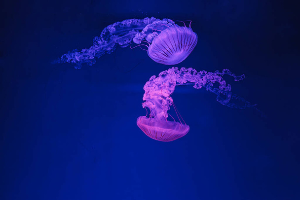 підводні зйомки красивої хісоскопи Chrysaora крупним планом
 - Фото, зображення