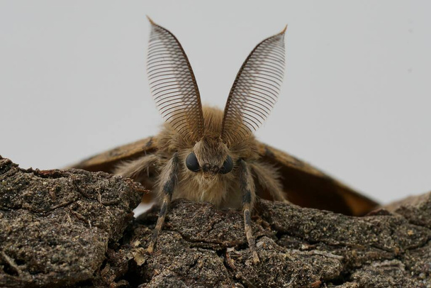 Closeup facial detalhado natural na mariposa cigana americana ou esponja, Lymantria dispar, contra um fundo branco - Foto, Imagem